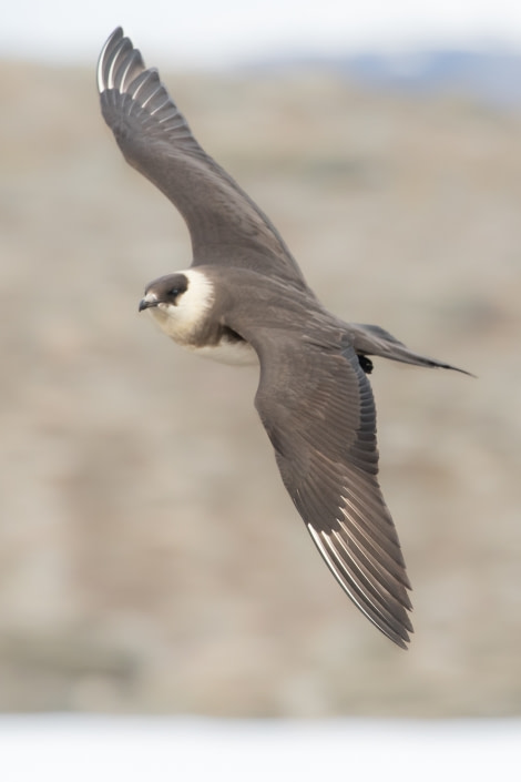 PLA14-19 DAY 03 19.08.2019ArcticSkua2-Ross -Oceanwide Expeditions.jpg