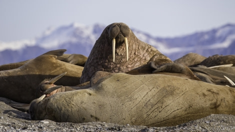 HDS11-19 DAY 11 Walrus -Oceanwide Expeditions.jpg