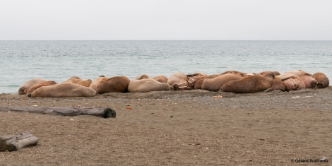 PLA15-19 DAY 07, 2019-09-01_Walrus_GerardBodineau- Oceanwide Expeditions.jpg