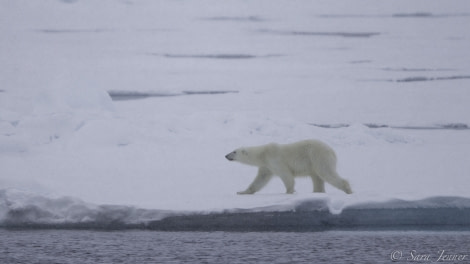 HDS11-19 DAY 05 Polar Bear 10 -Oceanwide Expeditions.jpg