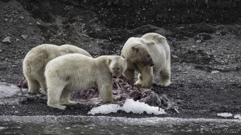 HDS11-19 DAY 08 Polar bear and cubs 2 -Oceanwide Expeditions.jpg