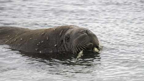 HDS11-19 DAY 07 Walrus 4 -Oceanwide Expeditions.jpg