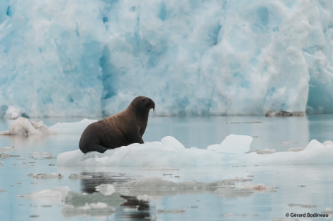 PLA15-19 DAY 05, 2019-08-30_JuvenileWhalrus_GerardBodineau- Oceanwide Expeditions.jpg