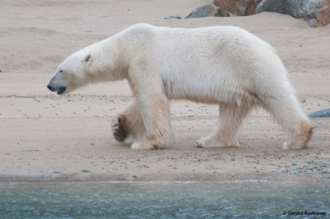 Polar Bear, Raudfjorden © Gerard Bodineau - Oceanwide Expeditions