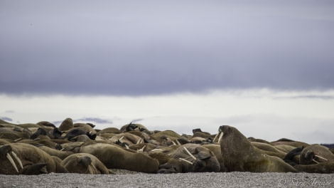 HDS11-19 DAY 07 Walrus 2 -Oceanwide Expeditions.jpg