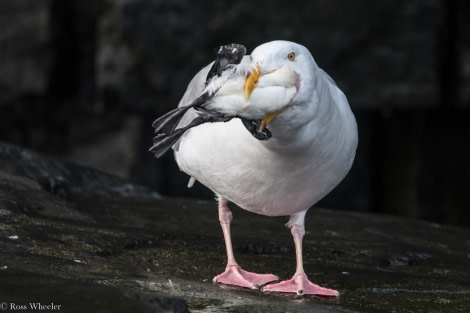 PLA14-19 DAY 06 22.08.2019GlaucousGulwithchick2-Ross -Oceanwide Expeditions.jpg