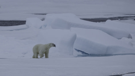 HDS11-19 DAY 04 Polar bear 5 -Oceanwide Expeditions.jpg