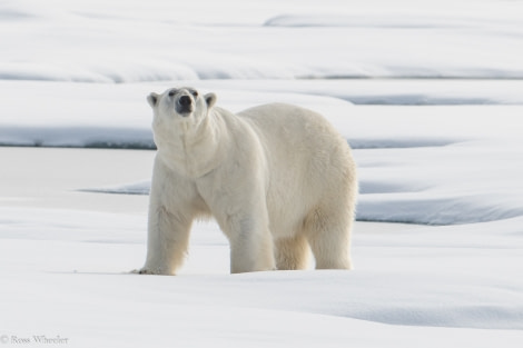 PLA14-19 DAY 04 20.08.2019PolarBear-Ross -Oceanwide Expeditions.jpg