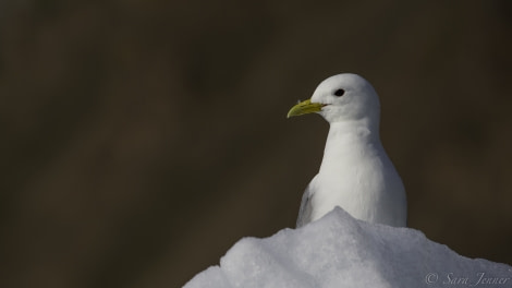 HDS11-19 DAY 02 Bird 1 -Oceanwide Expeditions.jpg