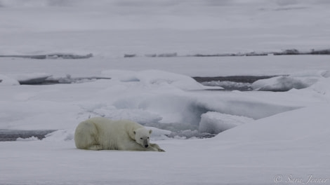 HDS11-19 DAY 04 Polar bear 1 -Oceanwide Expeditions.jpg