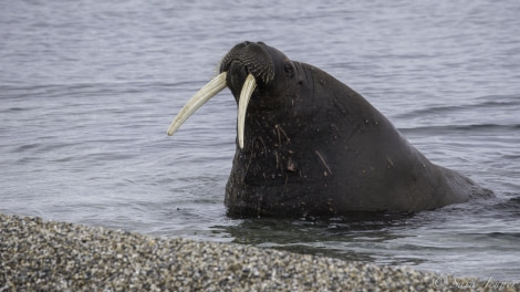 HDS11-19 DAY 07 Walrus 3 -Oceanwide Expeditions.jpg