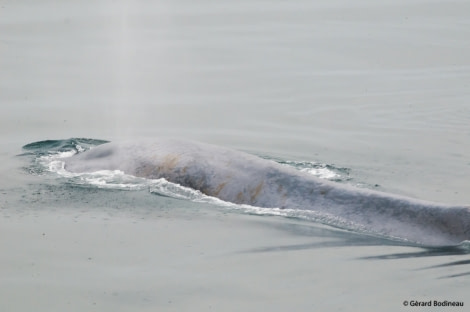 PLA15-19 DAY 05, 2019-08-30_BlueWhale-1_GerardBodineau- Oceanwide Expeditions.jpg