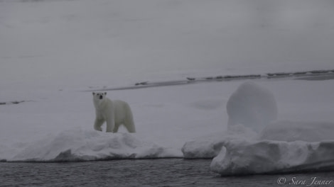 HDS11-19 DAY 05 Polar Bear 11 -Oceanwide Expeditions.jpg