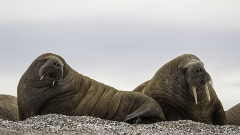 HDS11-19 DAY 07 Walrus 1 -Oceanwide Expeditions.jpg