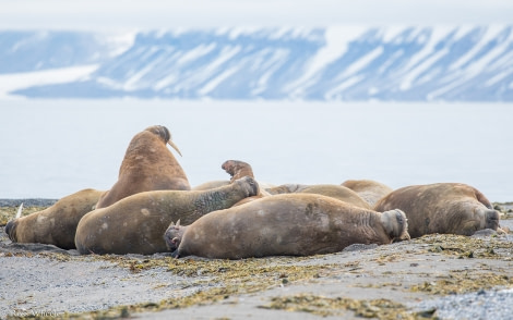 PLA14-19 DAY 06 22.08.2019Walrus-Ross -Oceanwide Expeditions.jpg