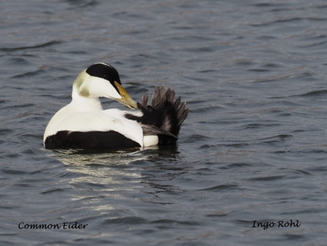 Common Eider