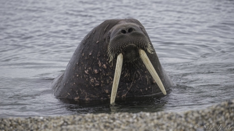 HDS11-19 DAY 07 Walrus 5 -Oceanwide Expeditions.jpg