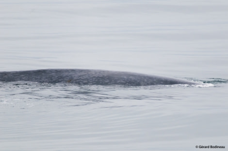 PLA15-19 DAY 05, 2019-08-30_BlueWhale-5_GerardBodineau- Oceanwide Expeditions.jpg