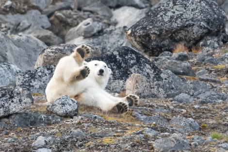 PLA14-19 DAY 03 19.08.2019PolarBear-Ross -Oceanwide Expeditions.jpg