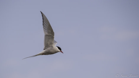 HDS11-19 DAY 10 Tern -Oceanwide Expeditions.jpg