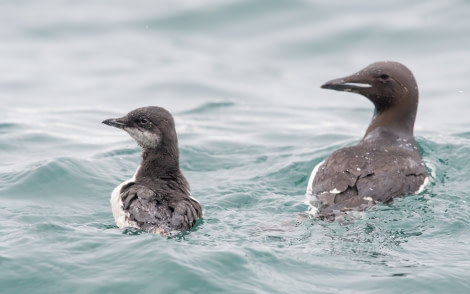 PLA14-19 DAY 06 22.08.2019BrunnichsGuillemot7RossWheeler -Oceanwide Expeditions.jpg