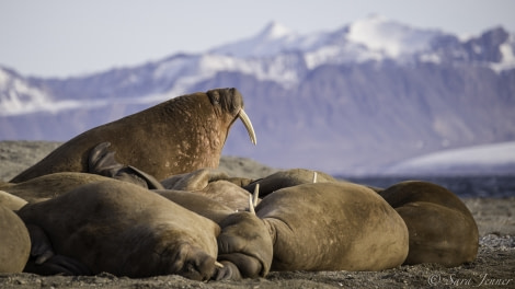 HDS11-19 DAY 11 Walrus 5 -Oceanwide Expeditions.jpg