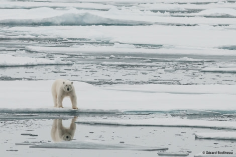 PLA15-19 DAY 04, 2019-08-29_PolarBear_GerardBodineau- Oceanwide Expeditions.jpg