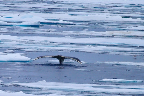 Pack ice, whale © Mark Vogler - Oceanwide Expeditions