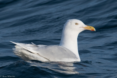 PLA14-19 DAY 06 22.08.2019GlaucousGull-Ross -Oceanwide Expeditions.jpg