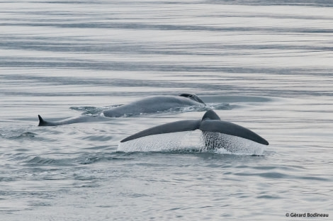 PLA15-19 DAY 05, 2019-08-30_BlueWhale-4_GerardBodineau- Oceanwide Expeditions.jpg