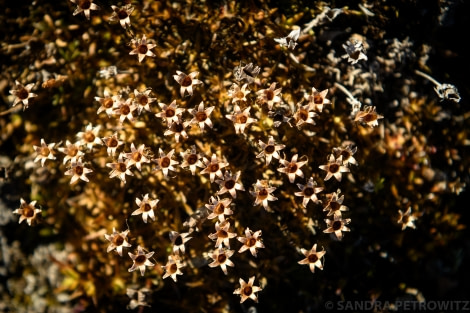 HDS15-19 Day 05 Day_5_Plants_SandraPetrowitz__DSC3565 -Oceanwide Expeditions.jpg