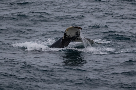 HDS15-19 Day 07 pippalow-6216 -Oceanwide Expeditions.jpg