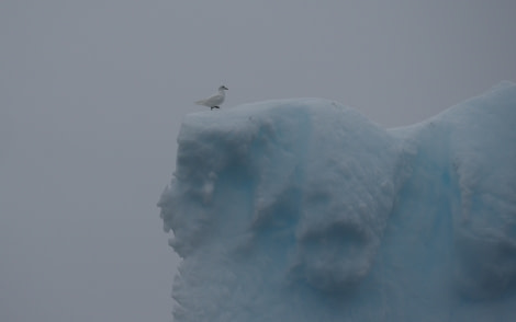 PLA16-19 20190908_Vikingebukta (c) Christian Engelke -Oceanwide Expeditions.JPG