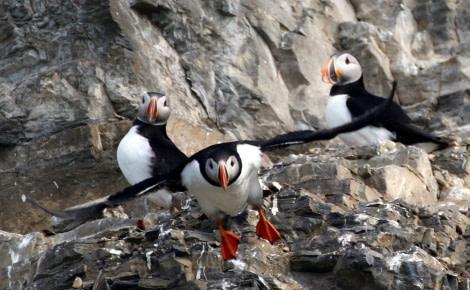 Puffins, Svalbard © Simone Flörke - Oceanwide Expeditions