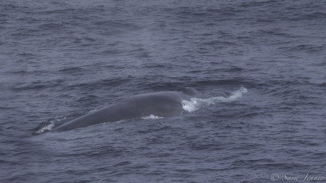 HDS15-19 Day 02 Fin whale -Oceanwide Expeditions.jpg