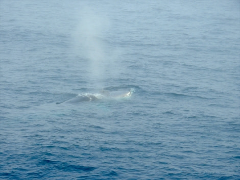 HDS15-19 Day 02 fin_whale_erubio -Oceanwide Expeditions.jpg