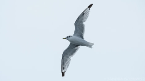 HDS15-19 Day 02 Day_2_Kittiwake_SandraPetrowitz_DSC0975 -Oceanwide Expeditions.jpg