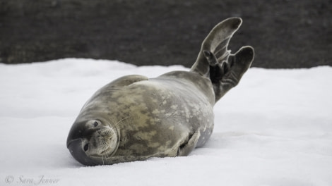 PLA22-19 Day 08, Weddel seal_ Oceanwide Expeditions.jpg