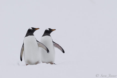 PLA22-19 Day 04, Gentoo 7_ Oceanwide Expeditions.jpg