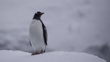 PLA23-19 Day 5 Gentoo - Oceanwide Expeditions.jpg