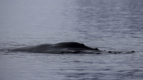 PLA23-19 Day 5 Humpback - Oceanwide Expeditions.jpg