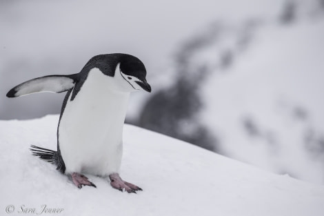 PLA22-19 Day 07, Chinstrap 3_ Oceanwide Expeditions.jpg