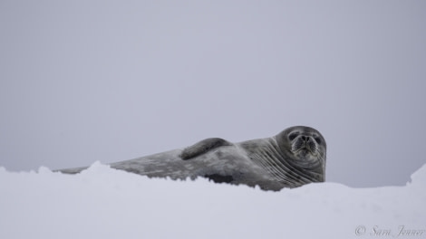 PLA22-19 Day 04, Weddell seal_ Oceanwide Expeditions.jpg