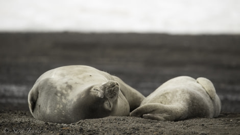 PLA22-19 Day 08, Crabeater seal_ Oceanwide Expeditions.jpg