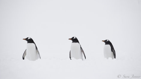 PLA22-19 Day 04, Gentoo 5_ Oceanwide Expeditions.jpg