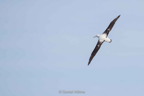 PLA23-19 Day 2 albatross - Oceanwide Expeditions.jpg