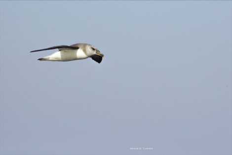 Grey-headed Albatross © Adam D. Turner - Oceanwide Expeditions.jpg