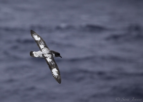 PLA22-19 Day 03, Bird 1_ Oceanwide Expeditions.jpg