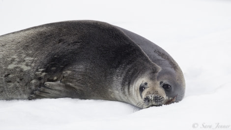 PLA23-19 Day 5 Weddell Seal - Oceanwide Expeditions.jpg