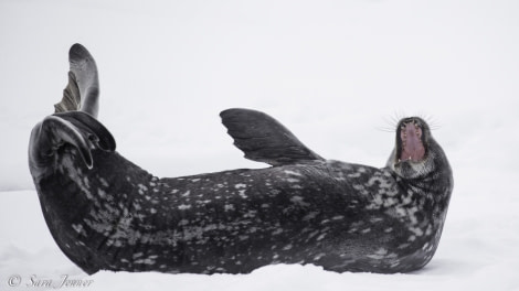 PLA22-19 Day 07, Weddell Seal 1_ Oceanwide Expeditions.jpg